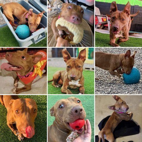 Janey Rico, Adoptable, Adult Female Staffordshire Bull Terrier & Dachshund.