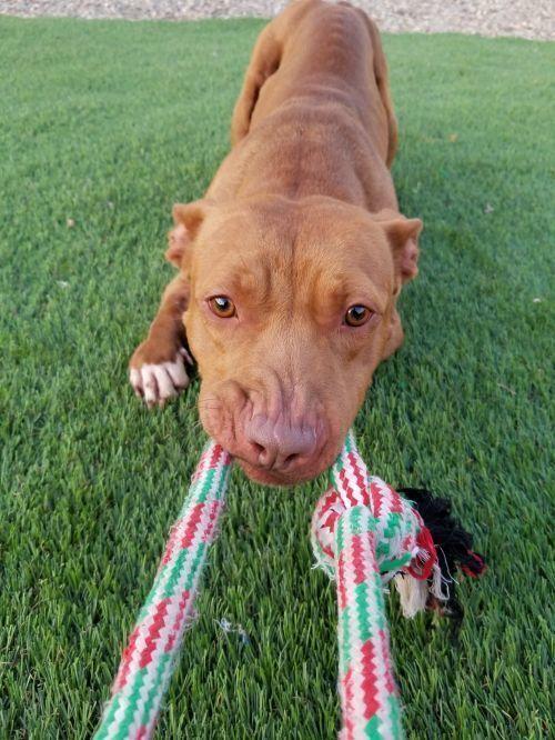 Enlarge Janey Rico, a Adoptable mixed breed in Phoenix, AZ image 2/6