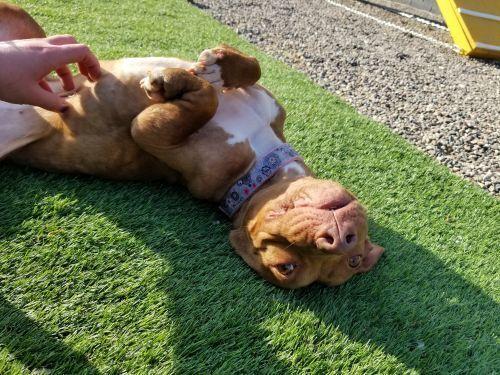 Enlarge Janey Rico, a Adoptable mixed breed in Phoenix, AZ image 3/6