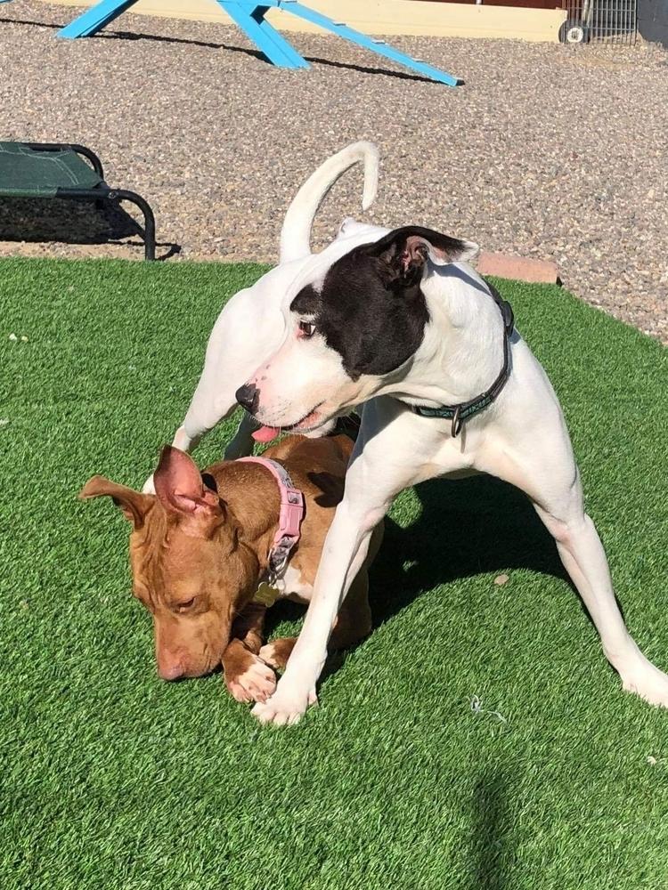 Enlarge Janey Rico, a Adoptable mixed breed in Phoenix, AZ image 4/6