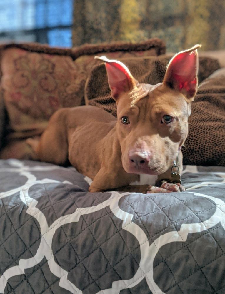 Enlarge Janey Rico, a Adoptable mixed breed in Phoenix, AZ image 6/6