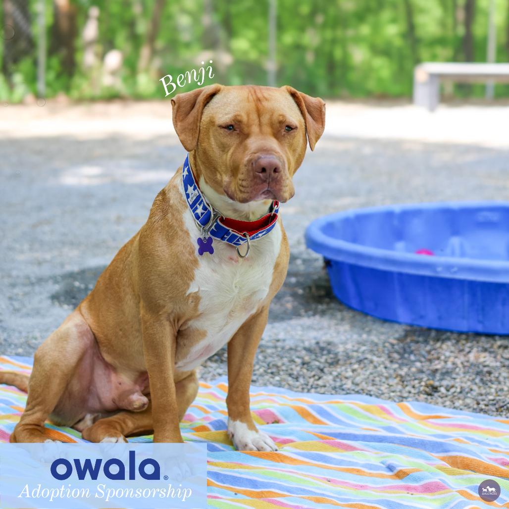 Benji, a Adoptable mixed breed in Hopkinton, MA image 1/6