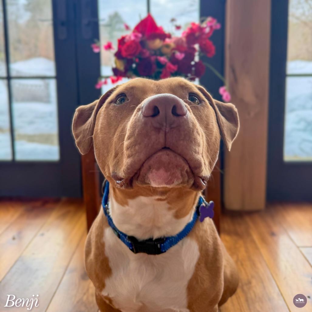 Enlarge Benji, a Adoptable Mixed Breed in Hopkinton, MA image 1/6