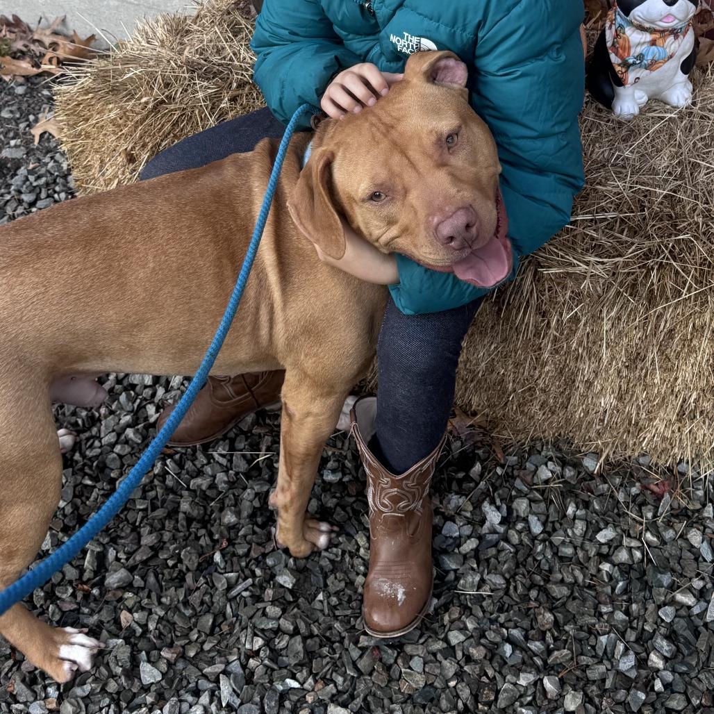 Benji, Adoptable, Adult Male Mixed Breed.