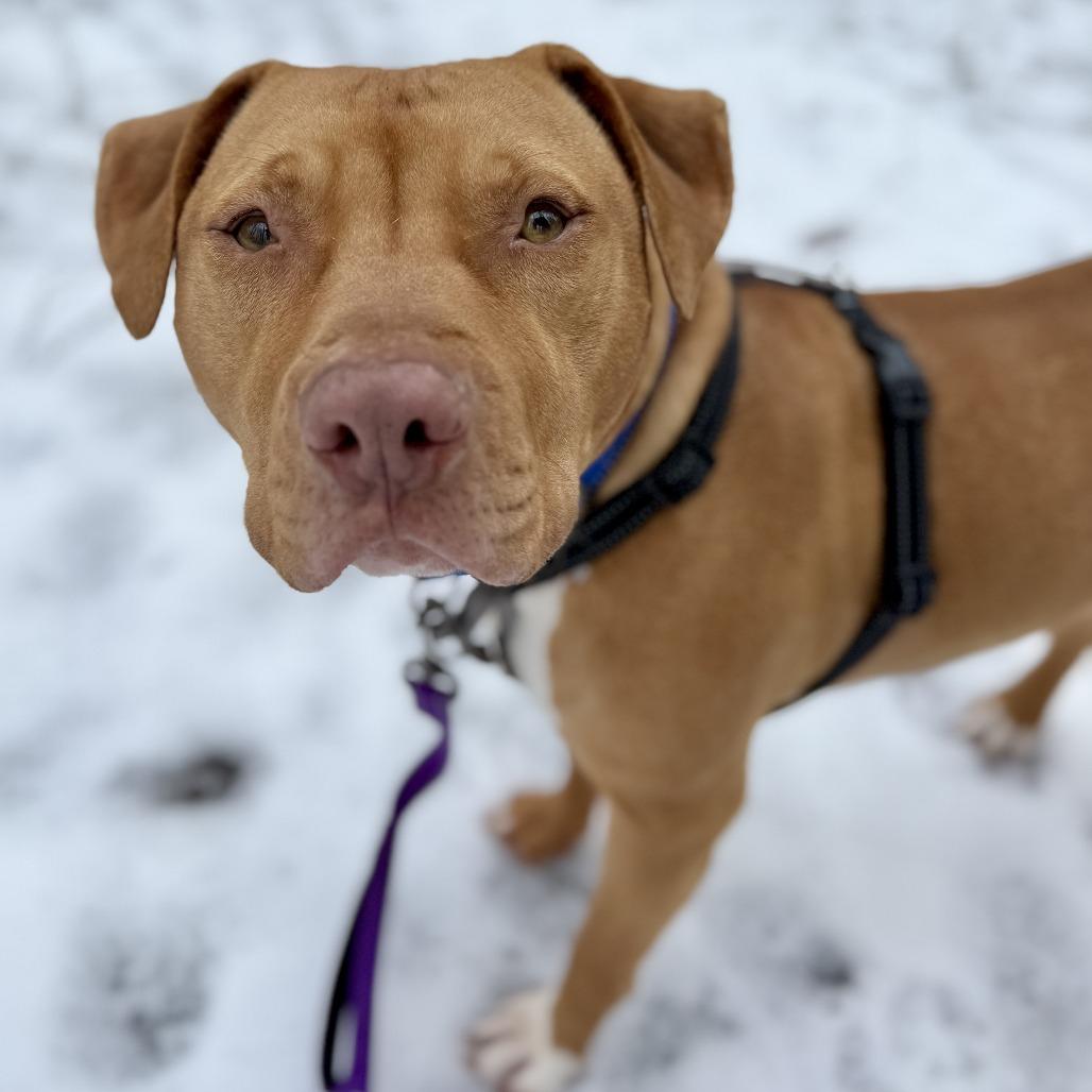 Enlarge Benji, a Adoptable Mixed Breed in Hopkinton, MA image 2/6