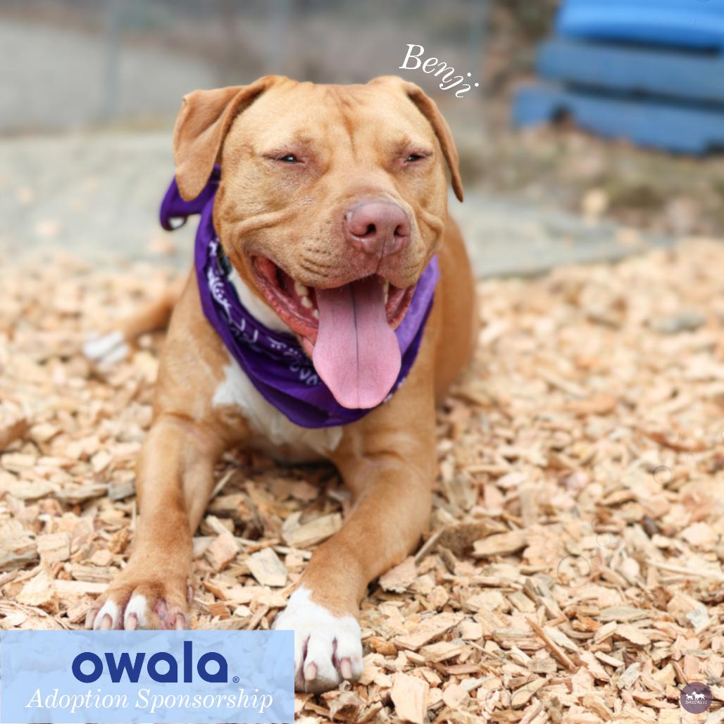 Benji, Adoptable, Adult Male Pit Bull Terrier & Mixed Breed.