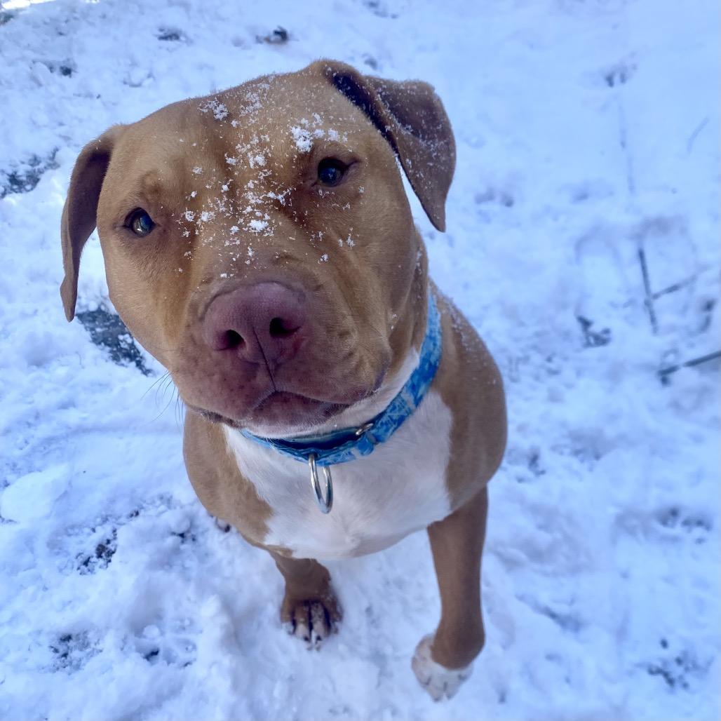 Benji, Adoptable, Adult Male Pit Bull Terrier & Mixed Breed.