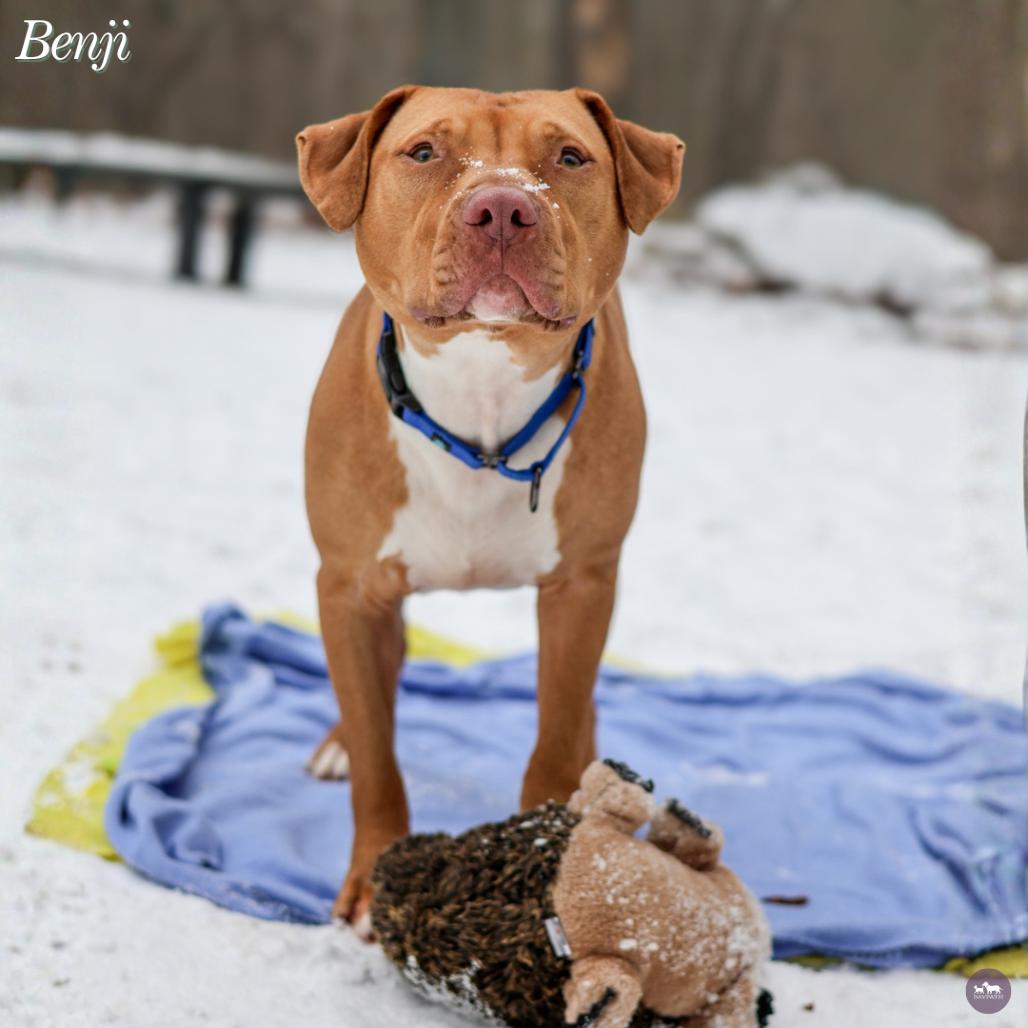 Enlarge Benji, a Adoptable Mixed Breed in Hopkinton, MA image 3/6