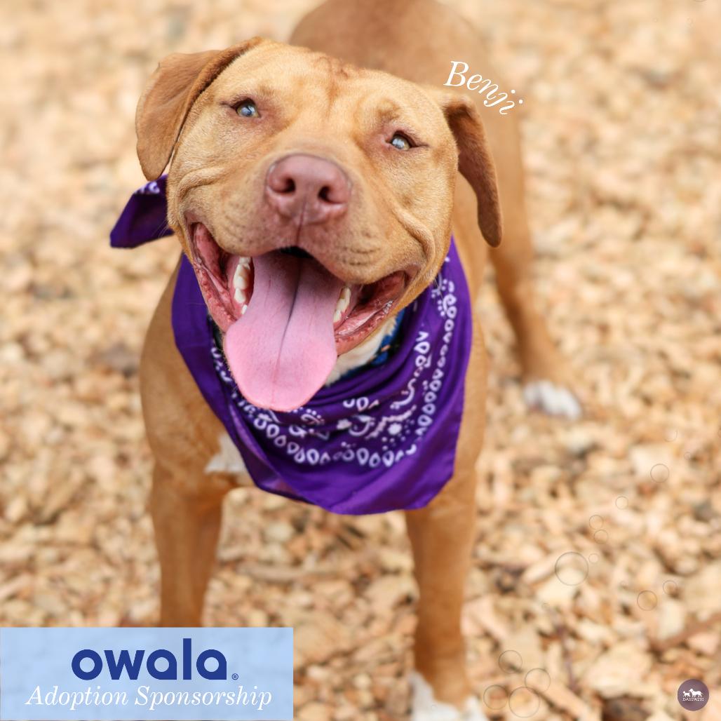 Enlarge Benji, a Adoptable mixed breed in Hopkinton, MA image 2/6