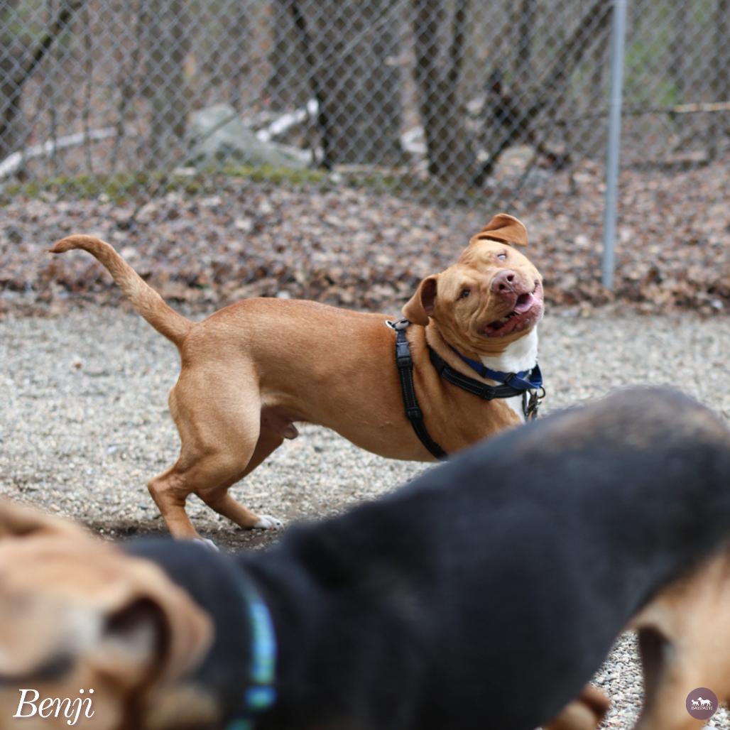 Enlarge Benji, a Adoptable mixed breed in Hopkinton, MA image 3/6