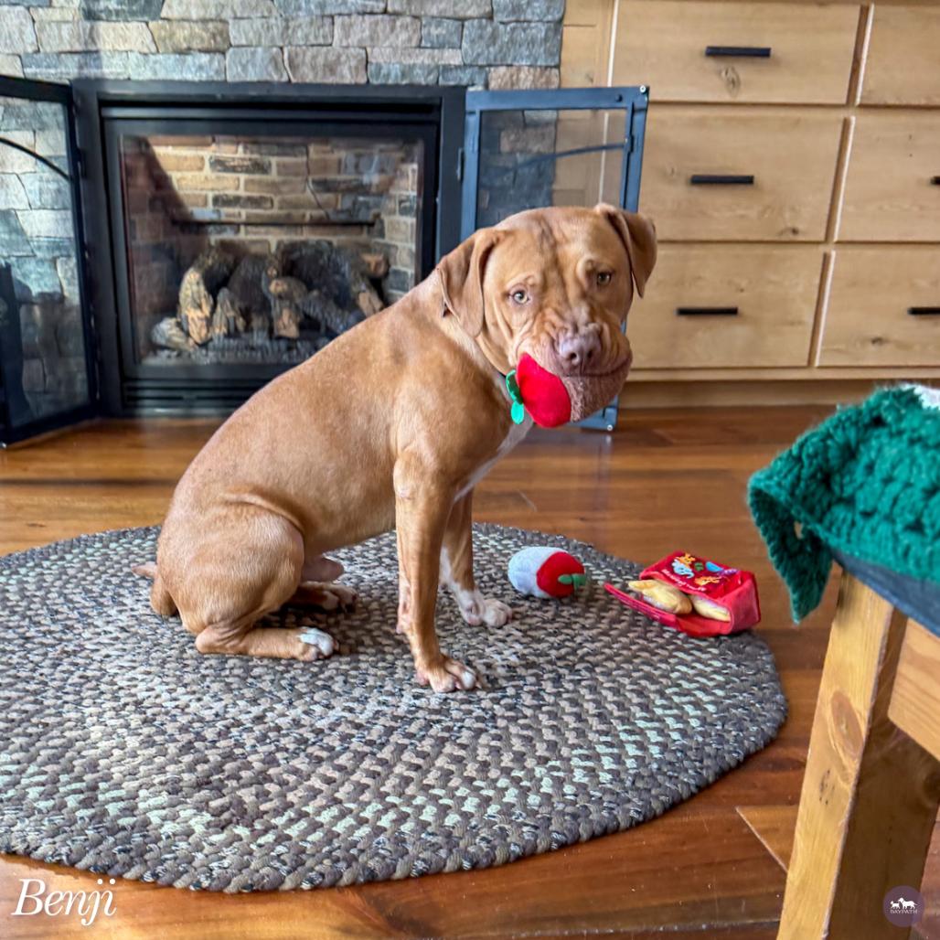 Enlarge Benji, a Adoptable mixed breed in Hopkinton, MA image 4/6