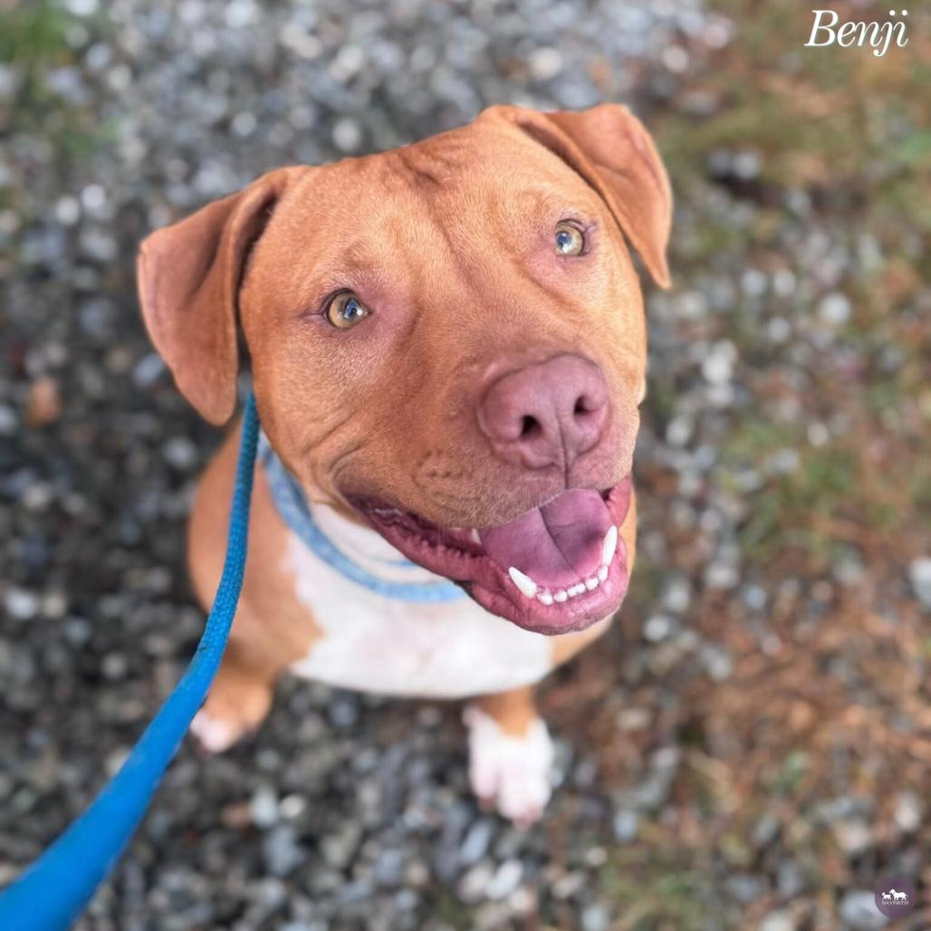 Enlarge Benji, a Adoptable Mixed Breed in Hopkinton, MA image 4/6