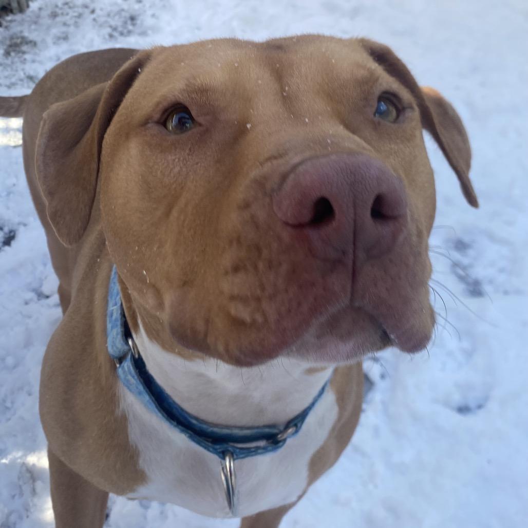 Enlarge Benji, a Adoptable Mixed Breed in Hopkinton, MA image 5/6