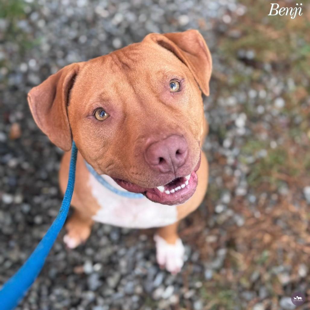 Enlarge Benji, a Adoptable Mixed Breed in Hopkinton, MA image 6/6