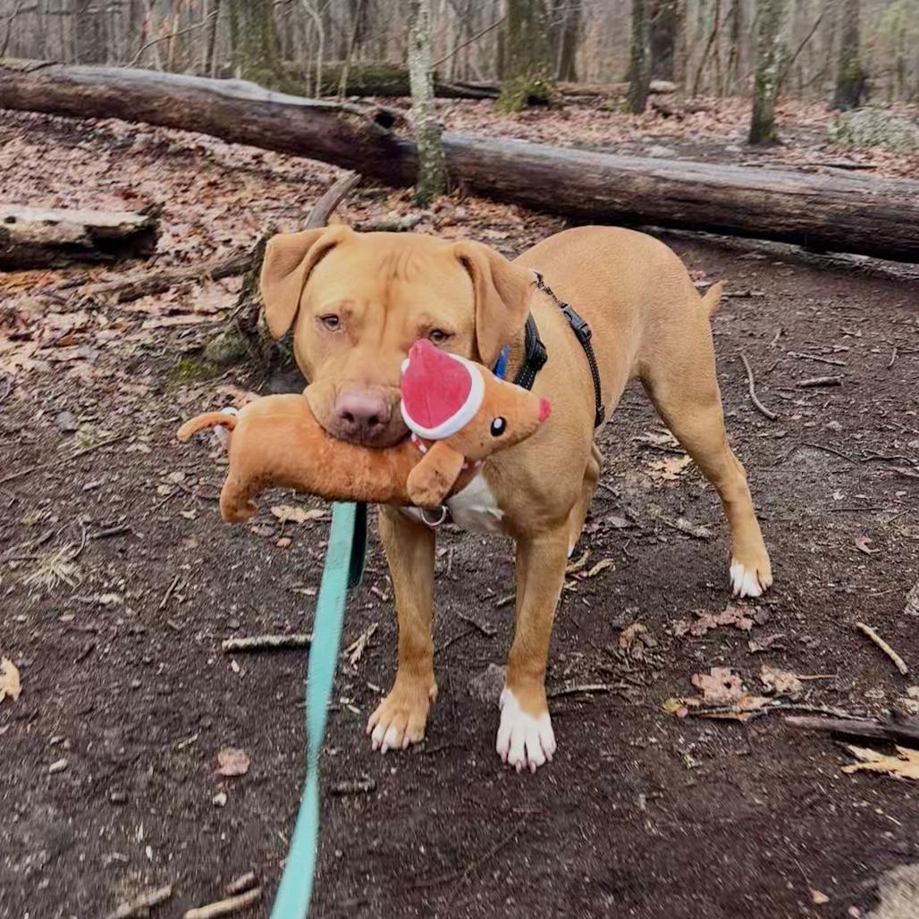 Enlarge Benji, a Adoptable mixed breed in Hopkinton, MA image 6/6
