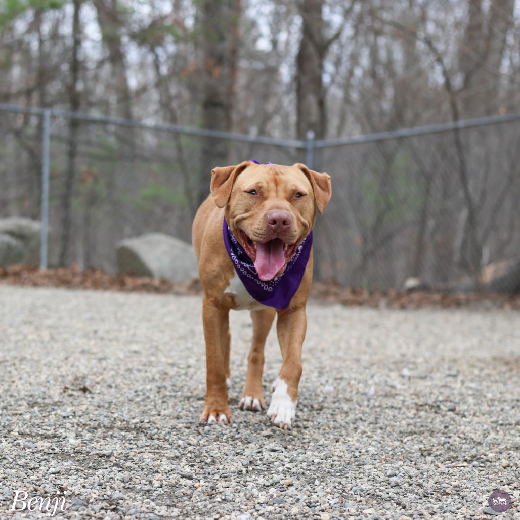 Enlarge Benji, a Adoptable mixed breed in Hopkinton, MA image 6/6