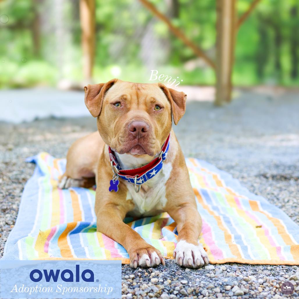 Benji, a Adoptable mixed breed in Hopkinton, MA image 6/6