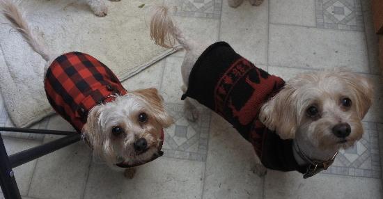 Murray, Adoptable, Adult Male Terrier & Spaniel.