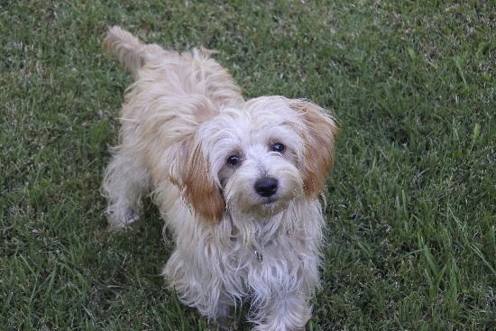 Murray, a Adoptable mixed breed in Half Moon Bay, CA image 2/6