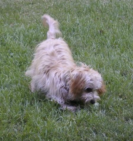 Murray, a Adoptable mixed breed in Half Moon Bay, CA image 3/6