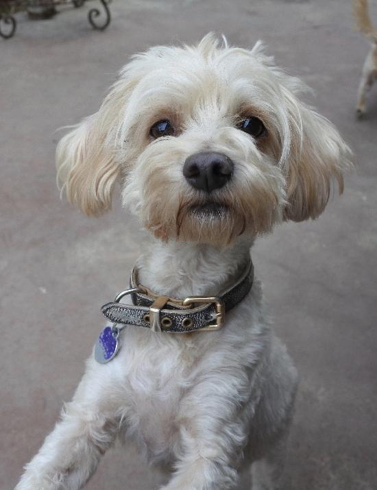 Murray, a Adoptable mixed breed in Half Moon Bay, CA image 4/6