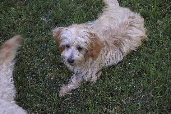 Murray, a Adoptable mixed breed in Half Moon Bay, CA image 5/6