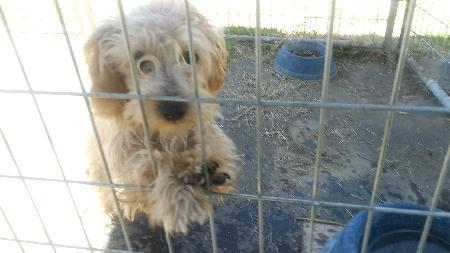 Murray, a Adoptable mixed breed in Half Moon Bay, CA image 6/6