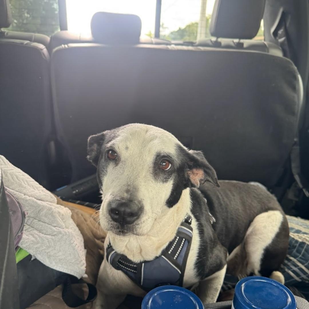 Lola, ADOPTABLE, Adult • Female, American Staffordshire Terrier.