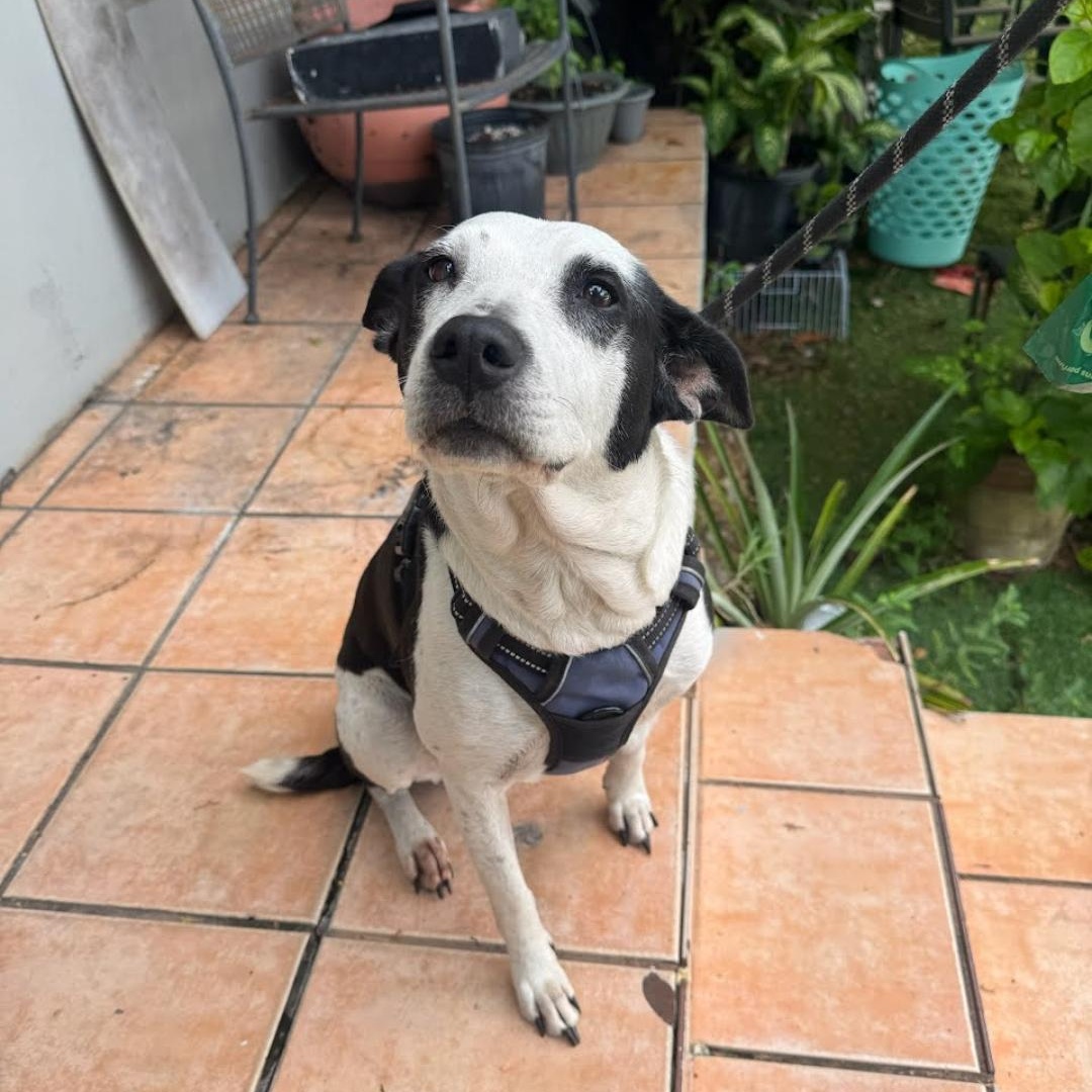 Enlarge Lola, a Adoptable American Staffordshire Terrier in coral gables, FL image 2/2