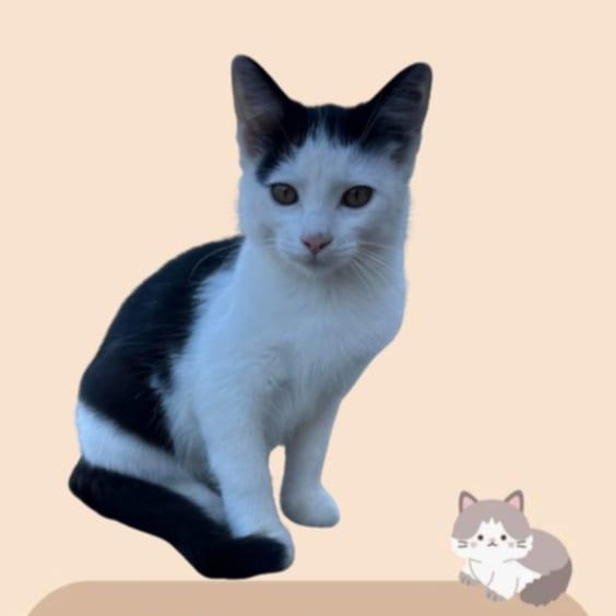 Enlarge Nacho, a Adoptable Domestic Short Hair in Flint, MI image 1/1