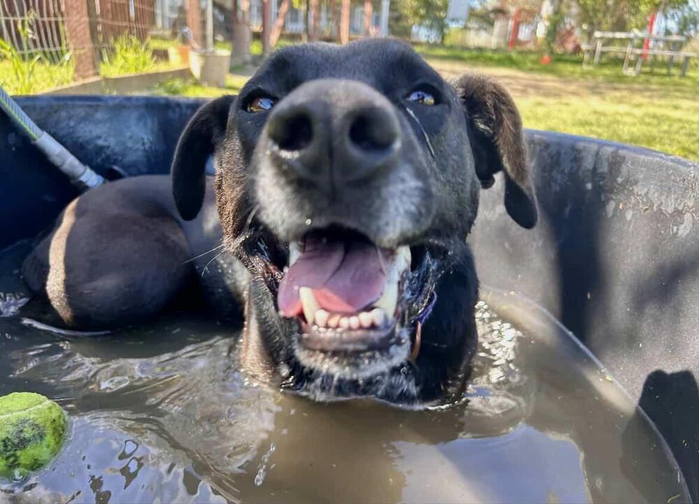 Josie, Adoptable, Adult Female Labrador Retriever & Cattle Dog.