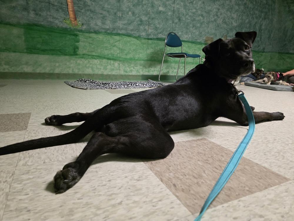 Josie, a Adoptable mixed breed in Santa Rosa, CA image 2/4