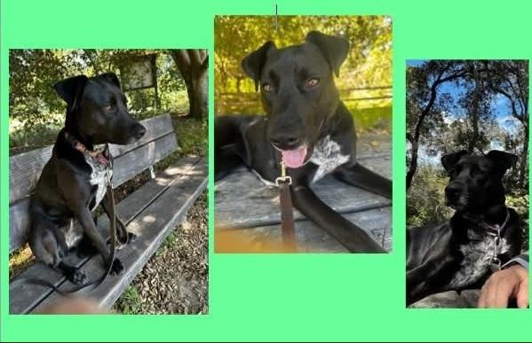 Josie, Adoptable, Adult Female Labrador Retriever & Cattle Dog.