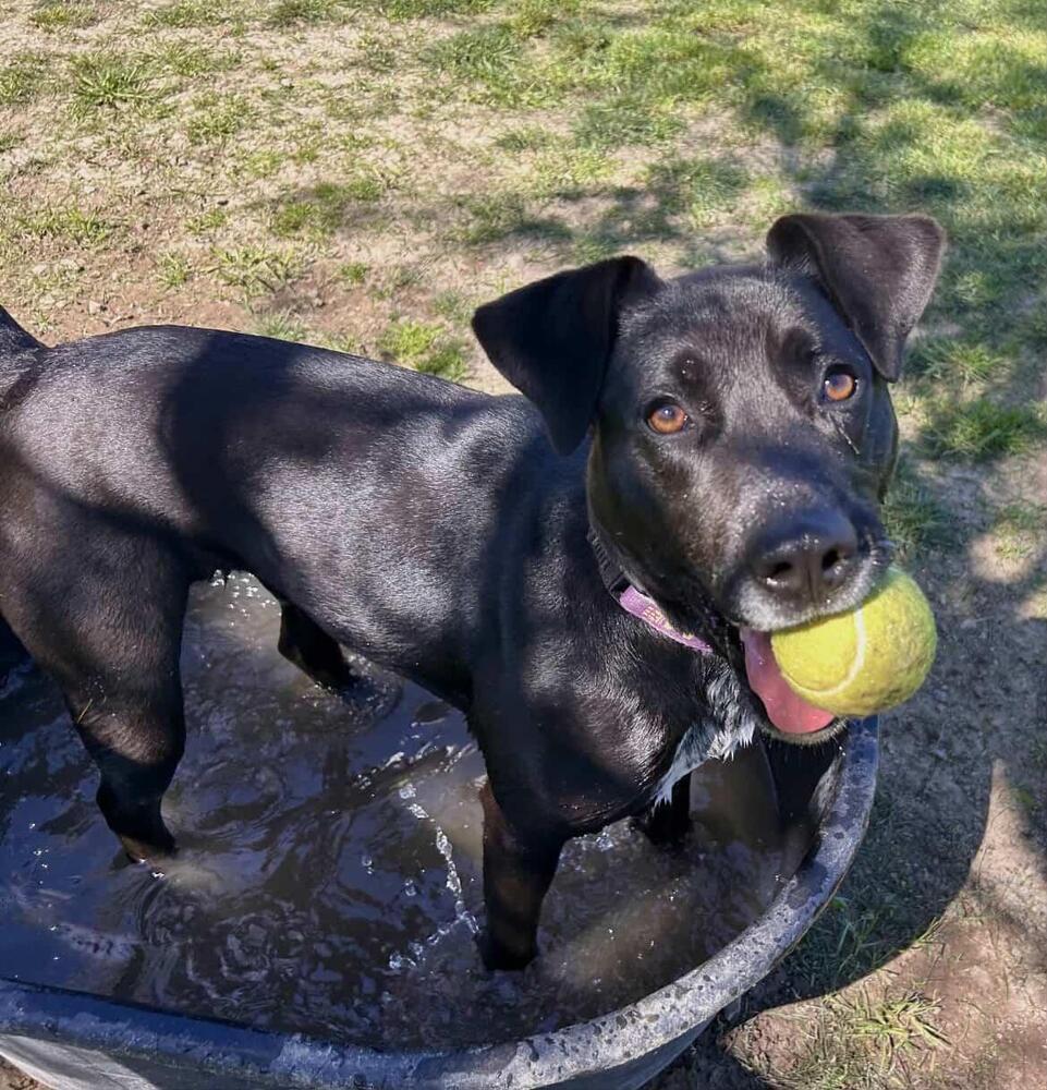 Enlarge Josie, a Adoptable mixed breed in Santa Rosa, CA image 3/3