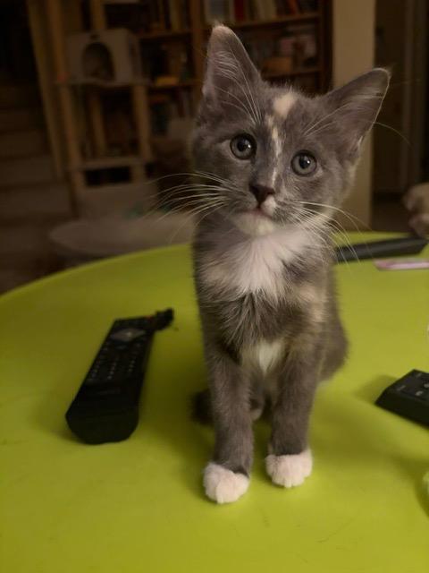 Enlarge Glitter Girl, a Adoptable mixed breed in Shoreline, WA image 1/4