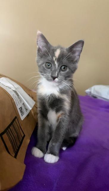 Enlarge Glitter Girl, a Adoptable mixed breed in Shoreline, WA image 2/4
