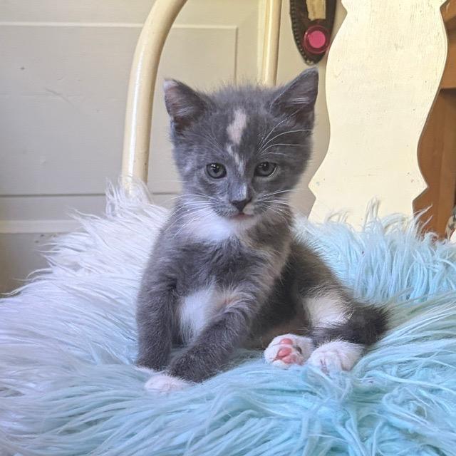 Enlarge Glitter Girl, a Adoptable mixed breed in Shoreline, WA image 3/4