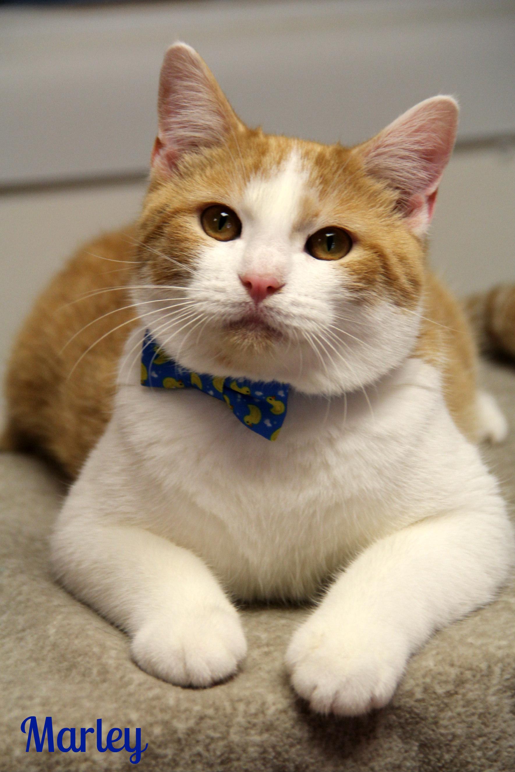 Marley , ADOPTABLE, Young Male Domestic Short Hair.