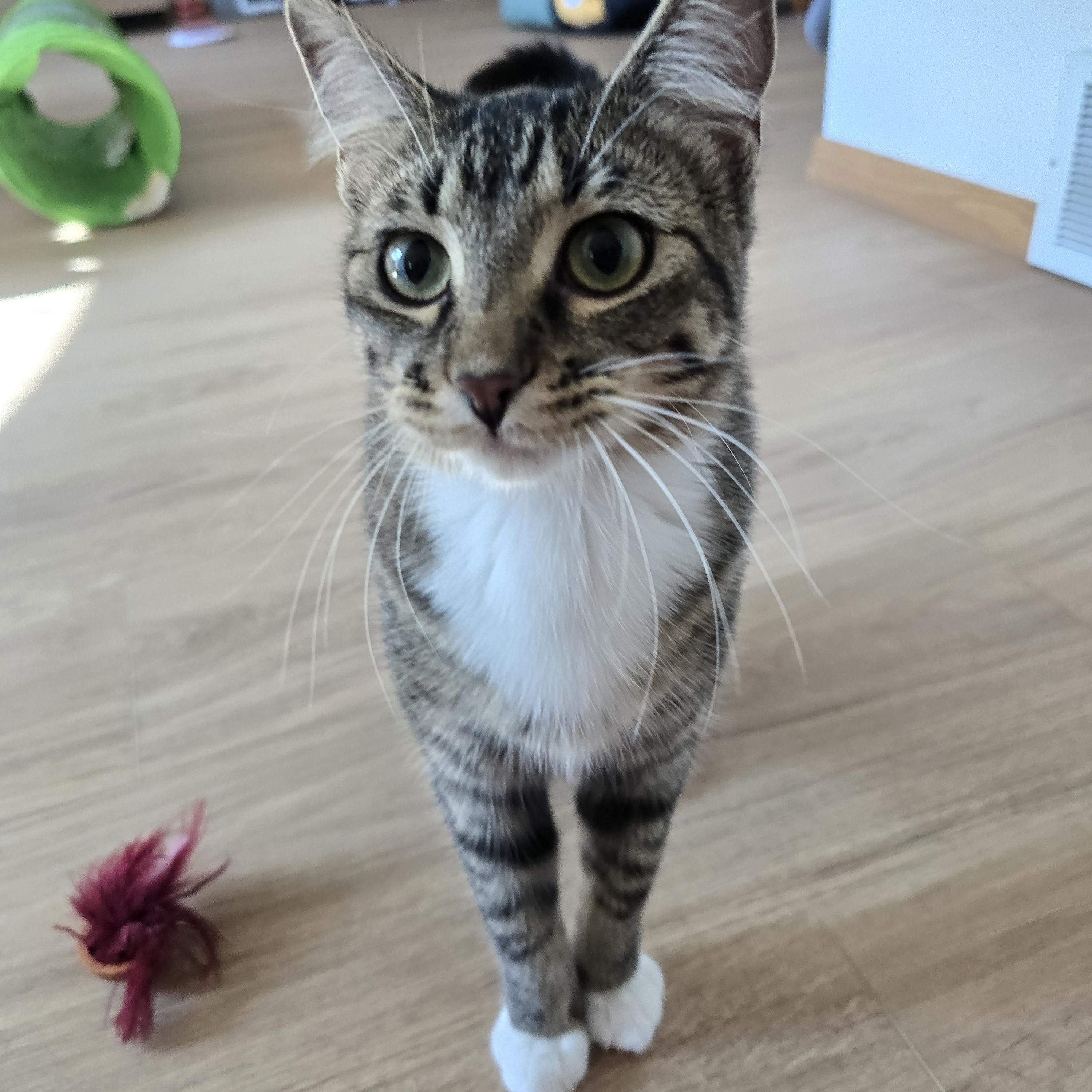 Enlarge Prada, a ADOPTABLE Domestic Short Hair in Fargo, ND image 1/3