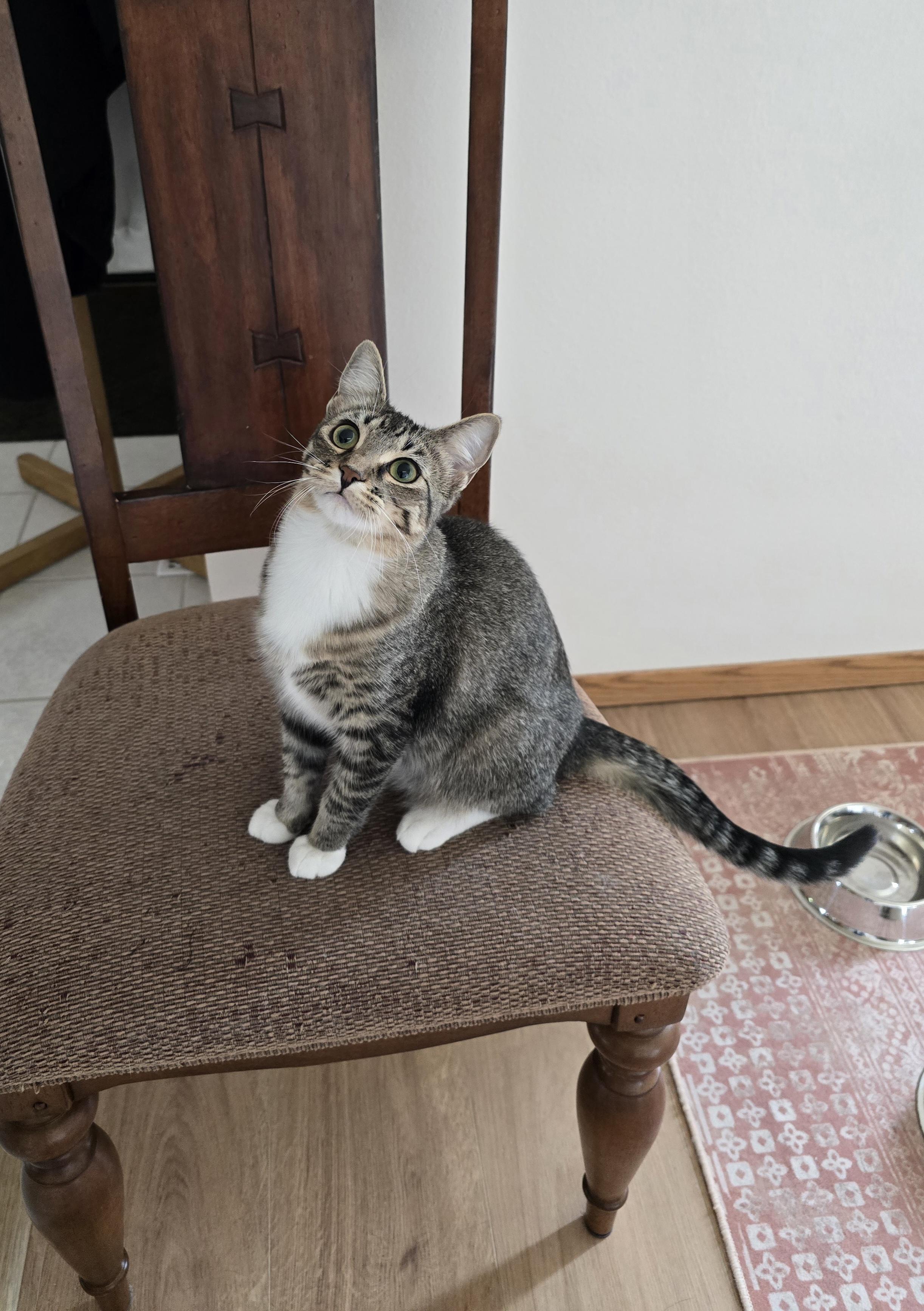 Enlarge Prada, a ADOPTABLE Domestic Short Hair in Fargo, ND image 2/4