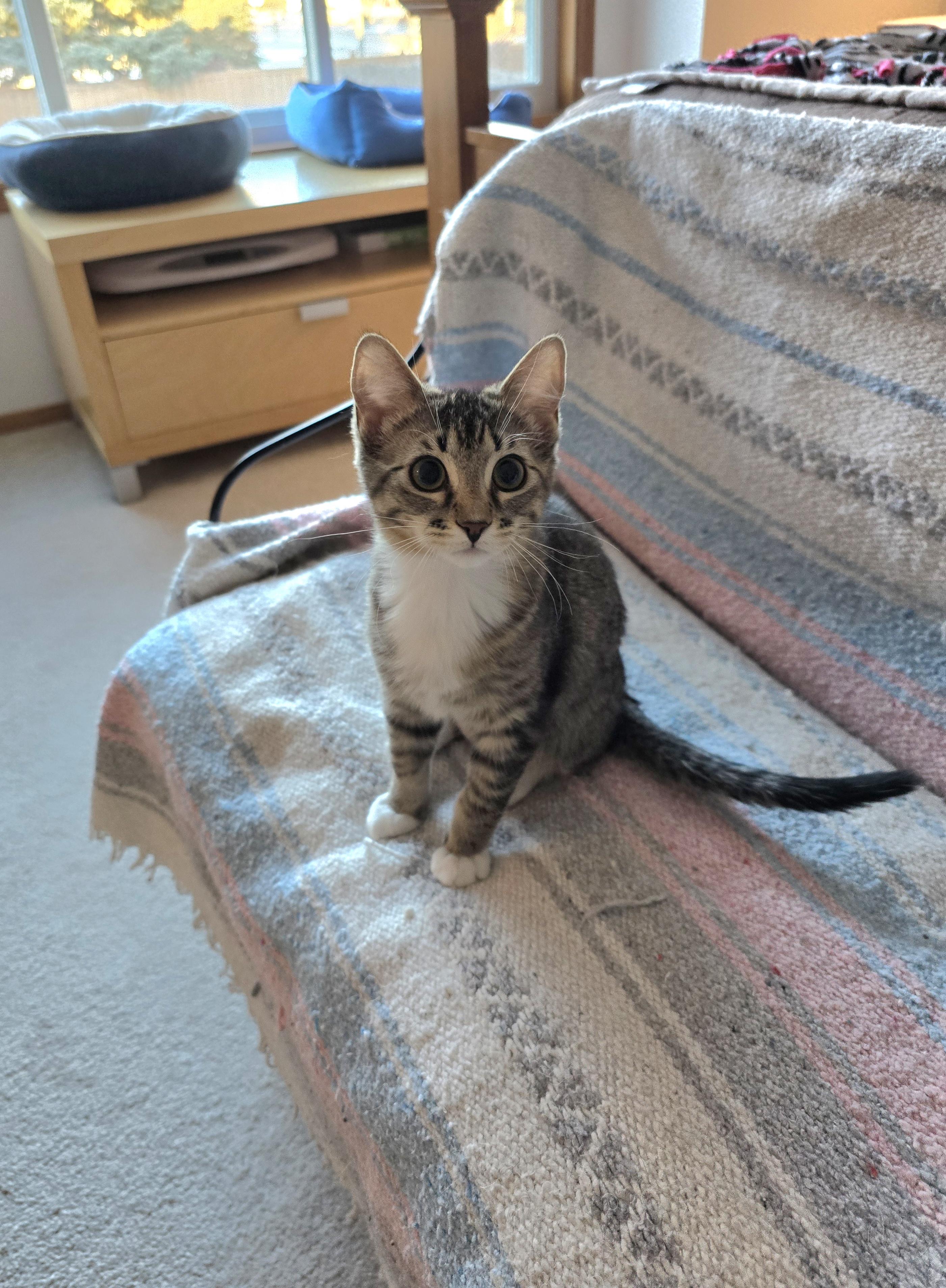 Enlarge Prada, a ADOPTABLE Domestic Short Hair in Fargo, ND image 1/4