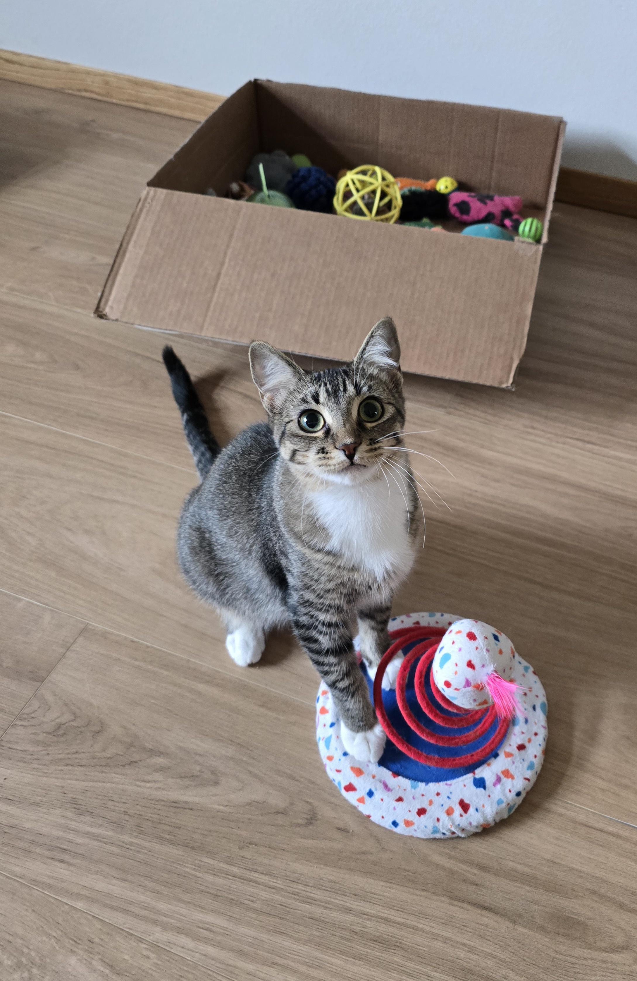 Prada, ADOPTABLE, Kitten Female Domestic Short Hair.