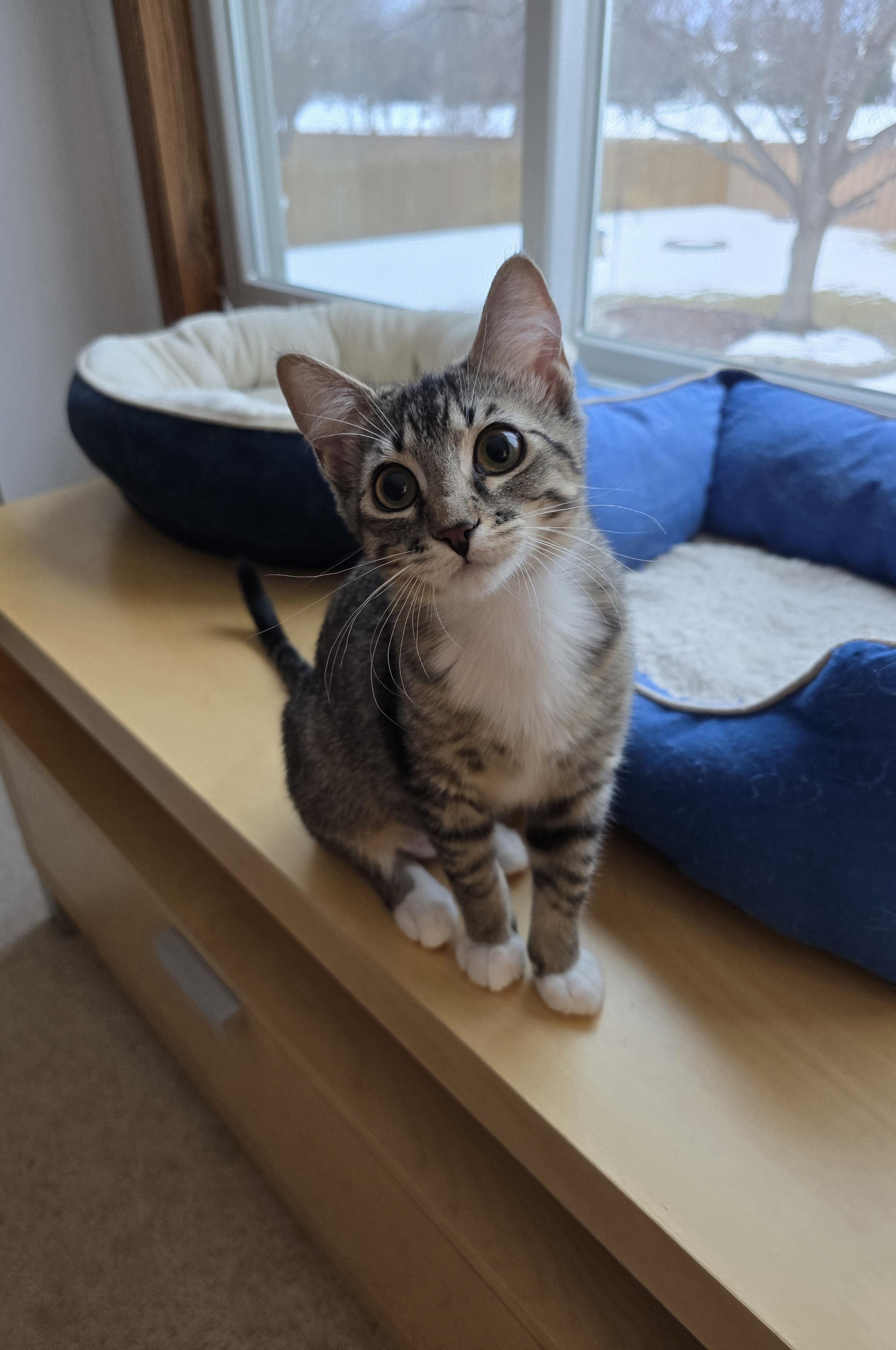 Prada, ADOPTABLE, Kitten Female Domestic Short Hair.