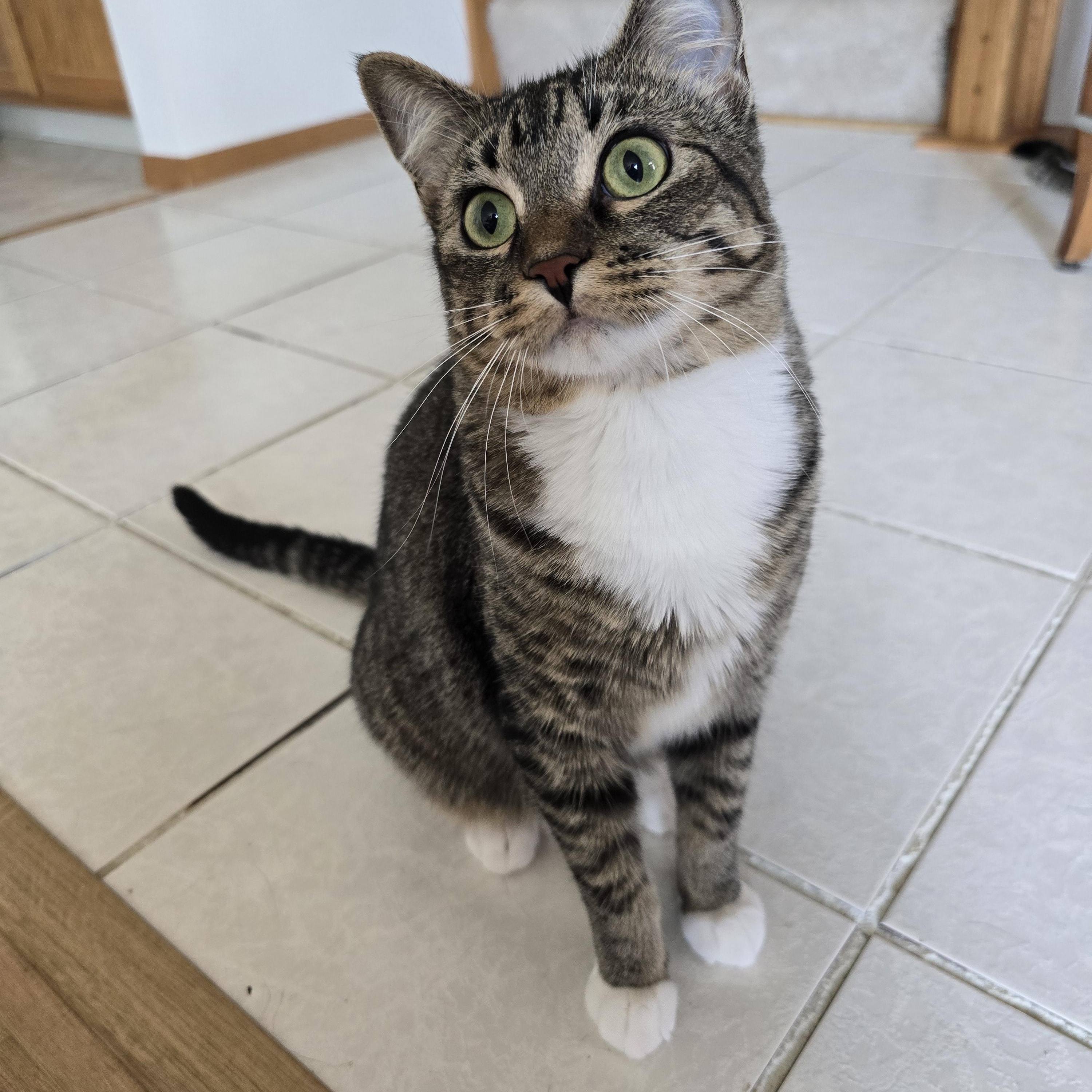 Prada, a ADOPTABLE Domestic Short Hair in Fargo, ND image 4/4