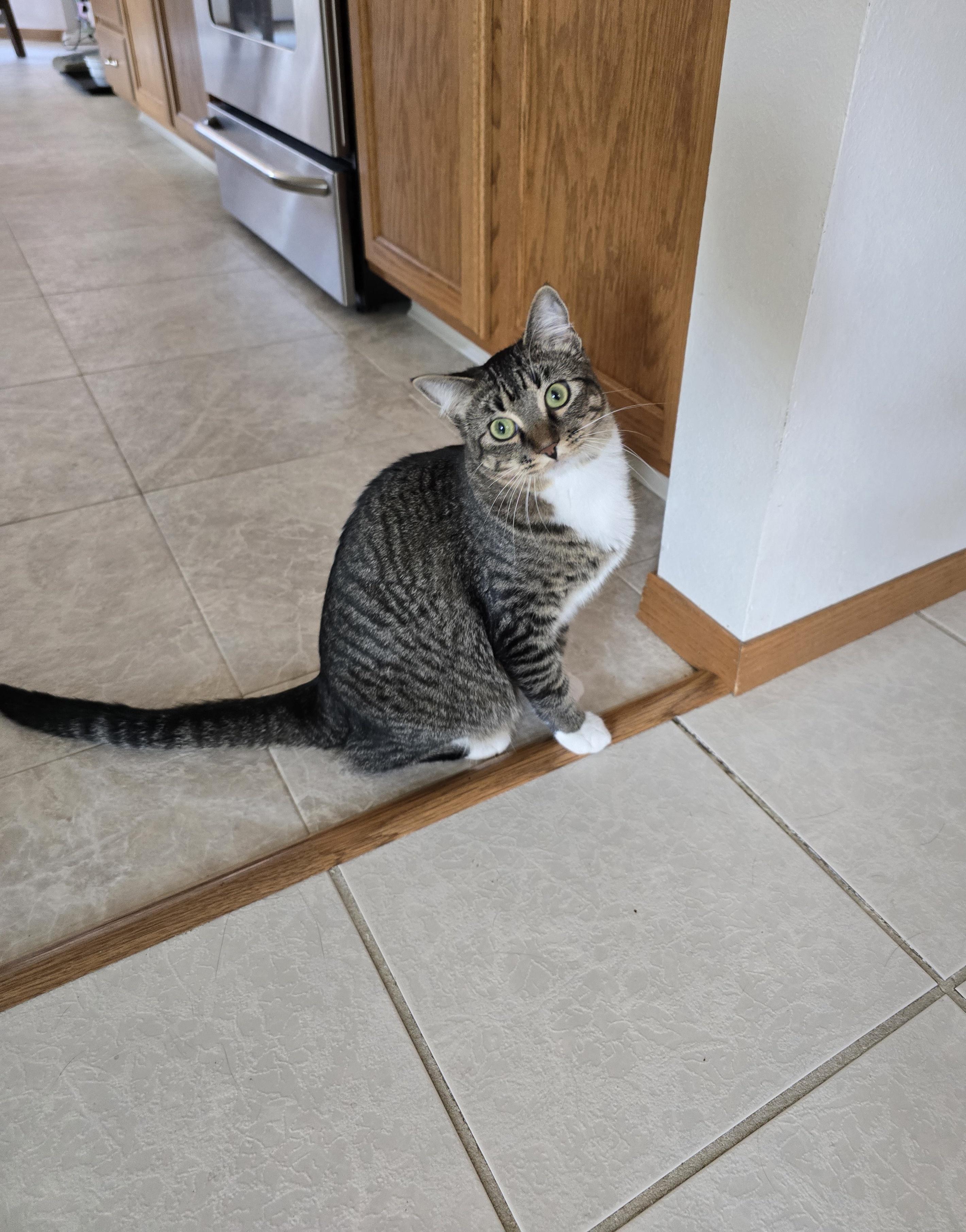 Prada, ADOPTABLE, Kitten Female Domestic Short Hair.