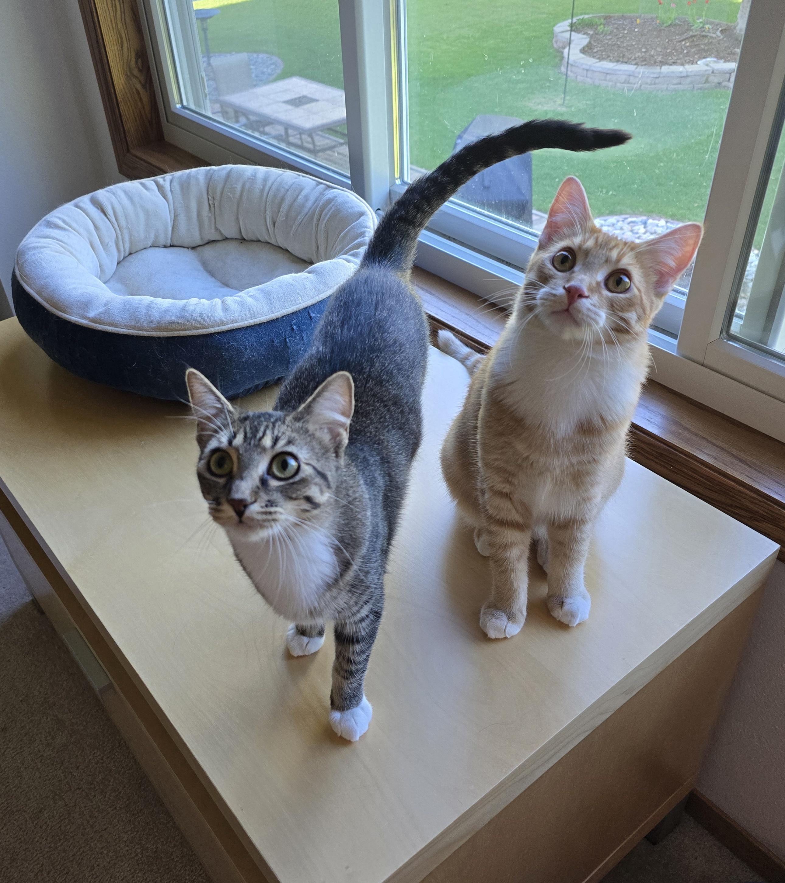 Enlarge Prada, a ADOPTABLE Domestic Short Hair in Fargo, ND image 3/4