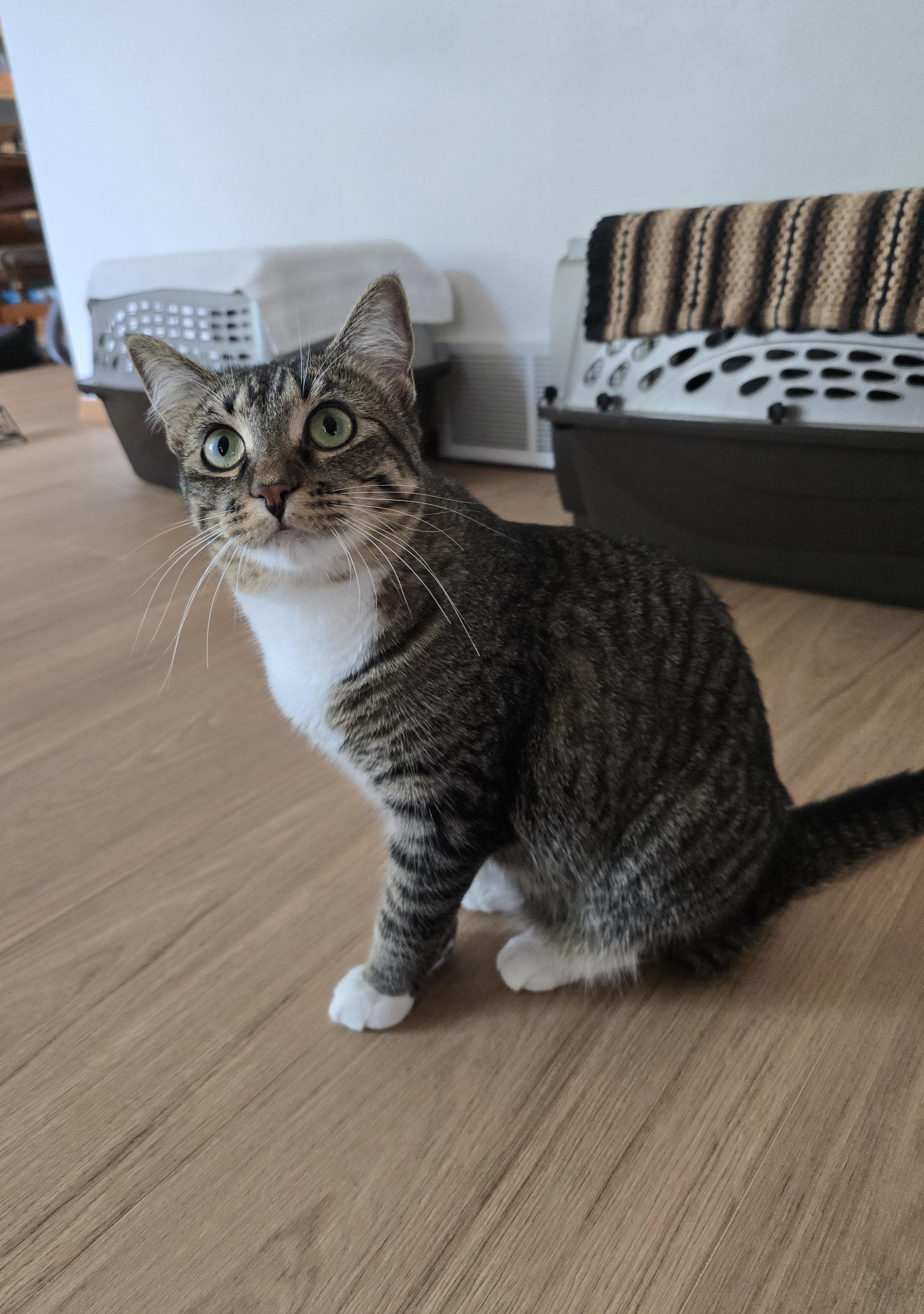 Prada, ADOPTABLE, Kitten Female Domestic Short Hair.