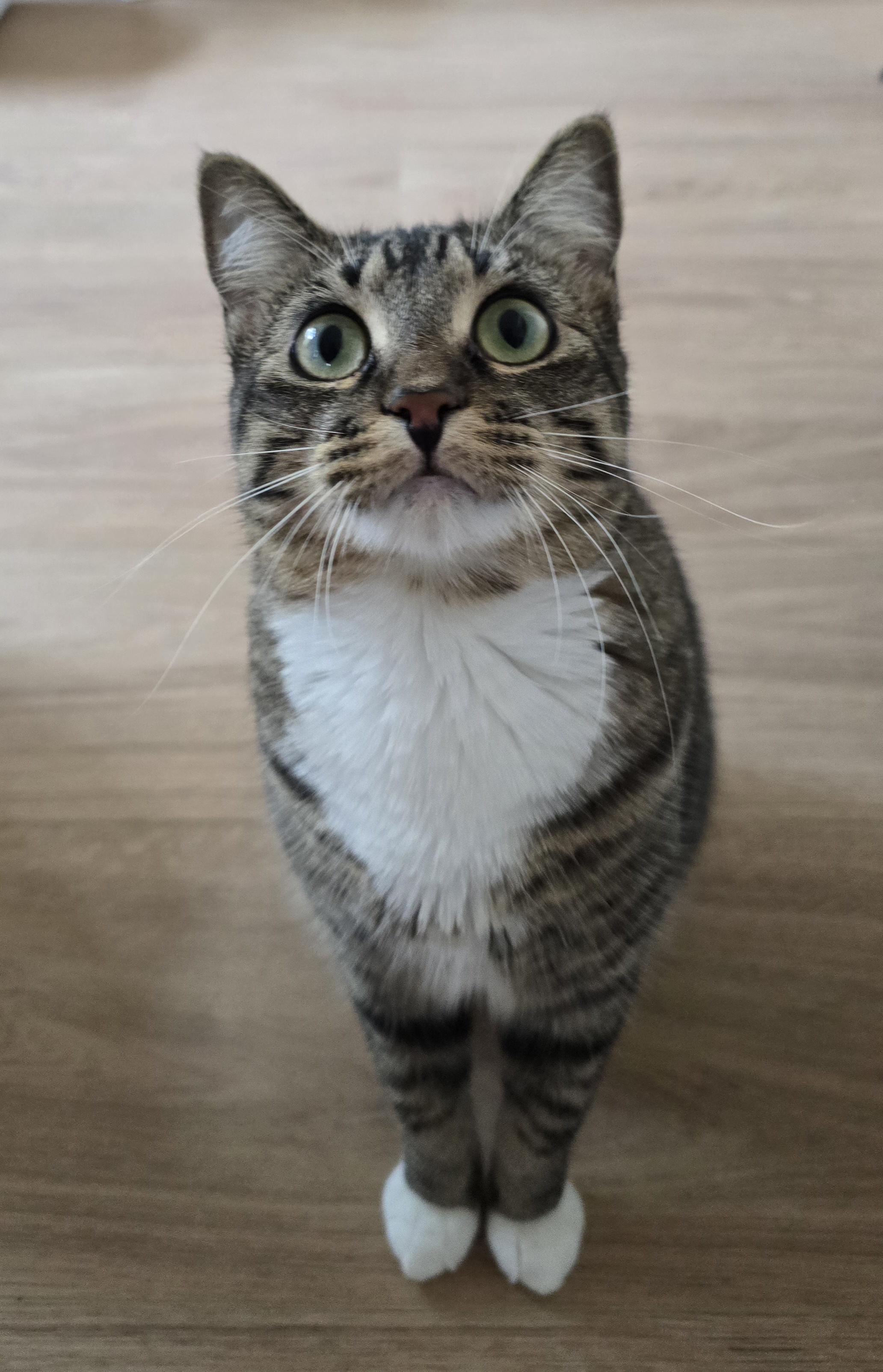 Prada, Adoptable, Kitten Female Domestic Short Hair.