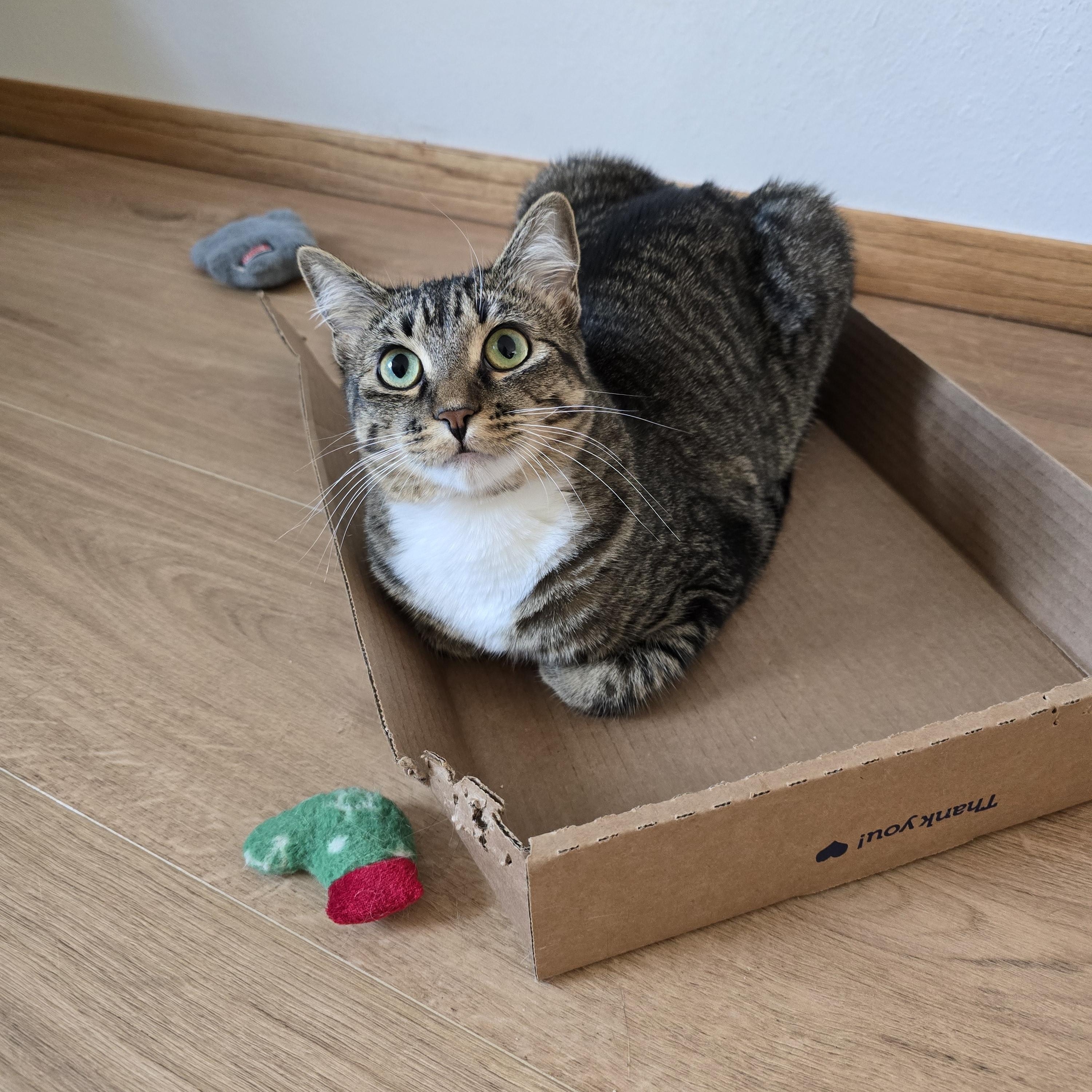 Prada, a ADOPTABLE Domestic Short Hair in Fargo, ND image 2/4