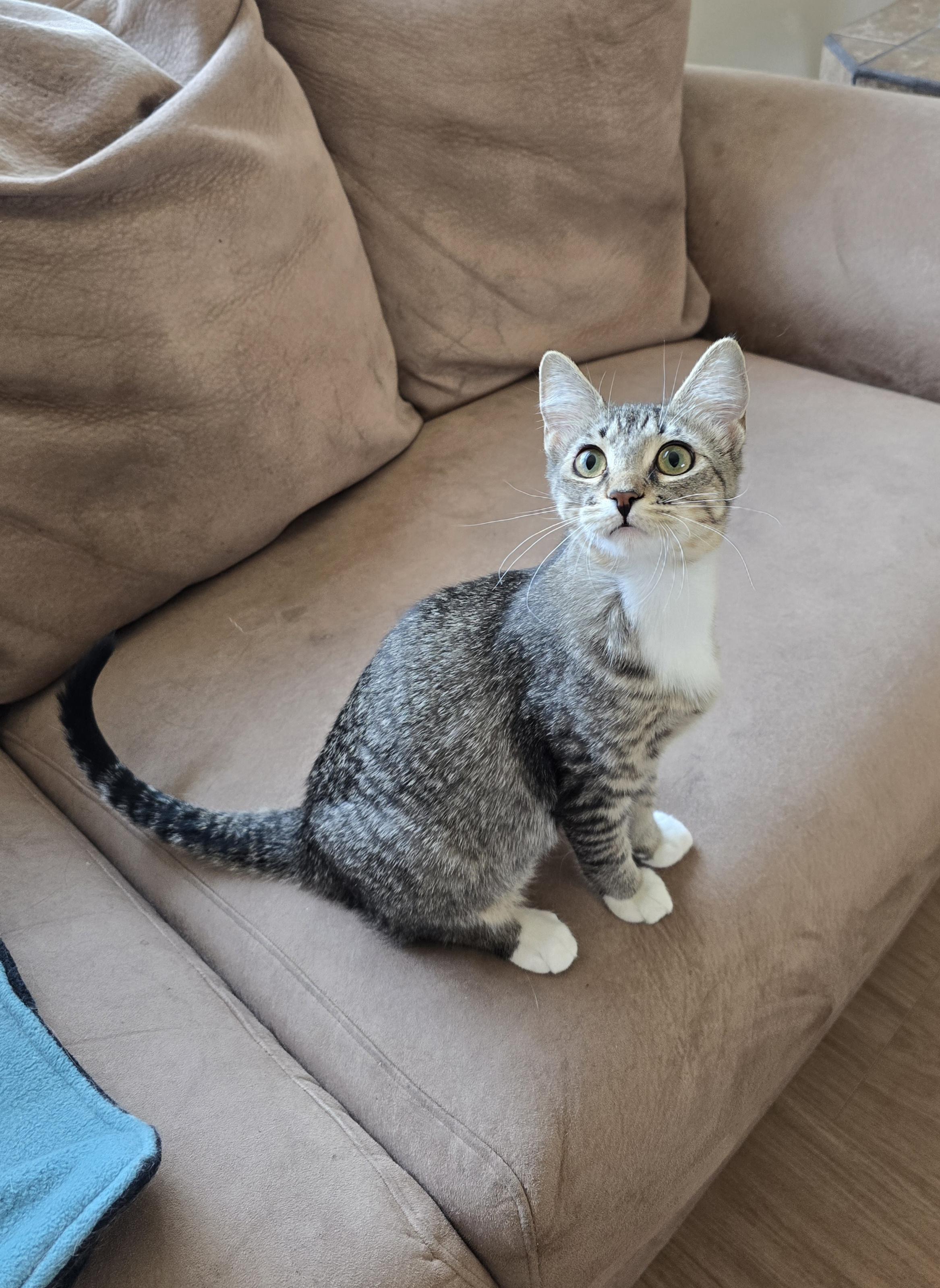 Prada, ADOPTABLE, Kitten Female Domestic Short Hair.